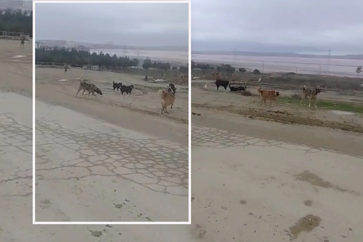 Masazırda küçə itləri insanlara belə hücum edir - ANBAAN VİDEO