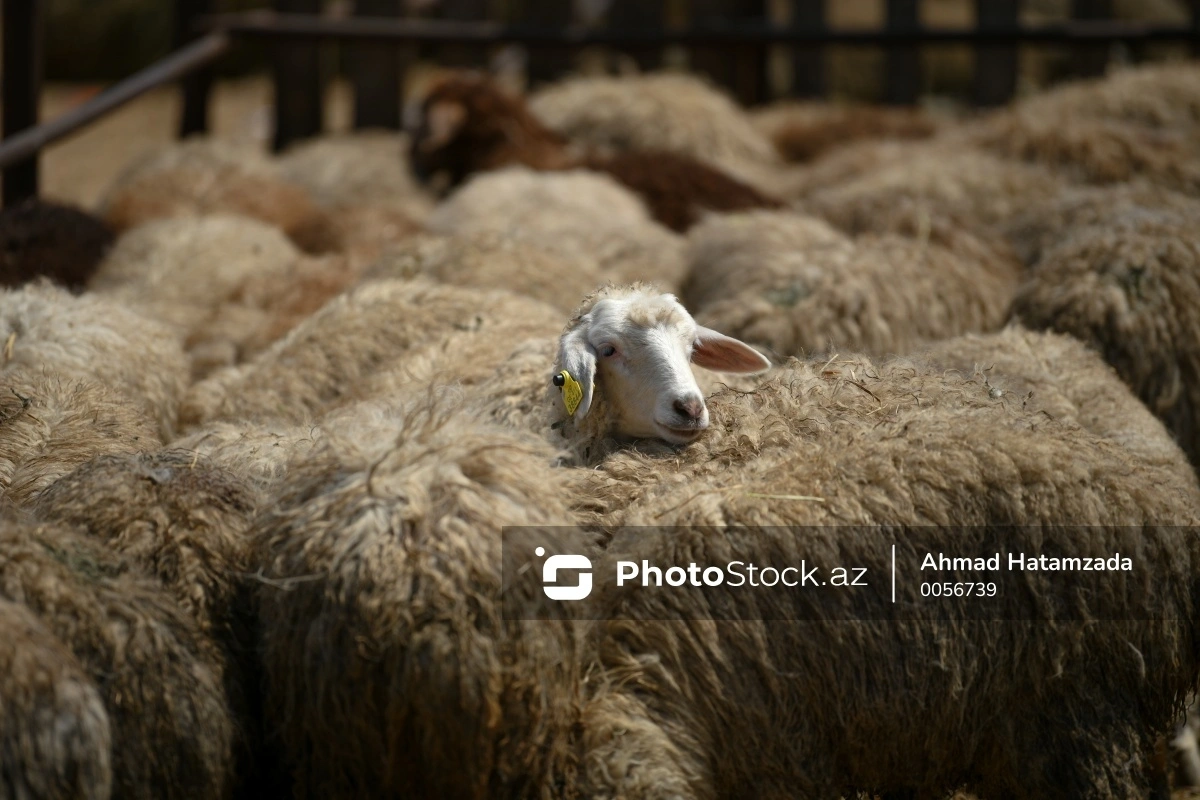 Qurban bayramı ərəfəsində bazarlardakı QİYMƏTLƏR Qurban bayramı ərəfəsində bazarlardakı QİYMƏTLƏR