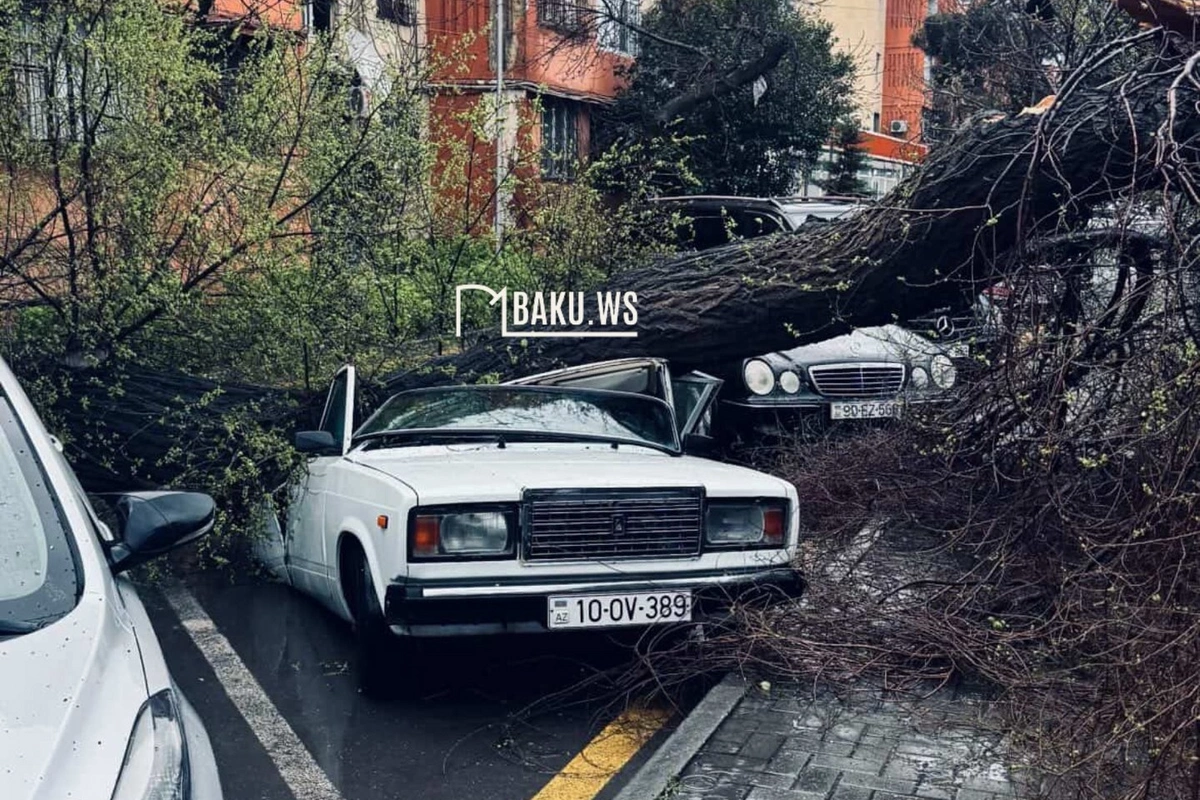 Bakıda ağac maşının üzərinə aşdı