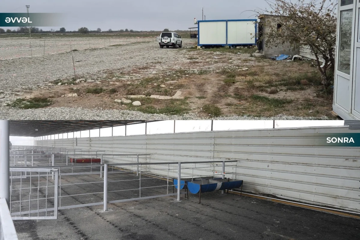 Kürdəmirdə heyvan bazarı yenidən açılıb