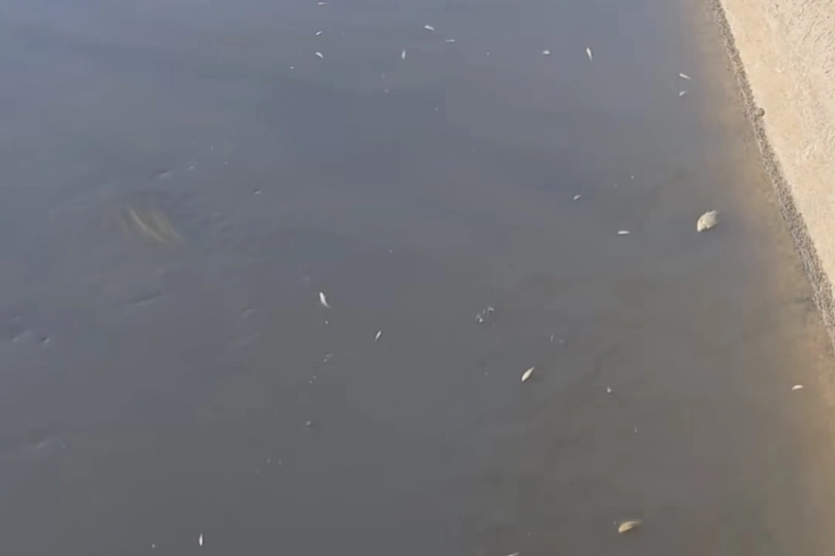 Abşeronda minlərlə balıq tələf olub