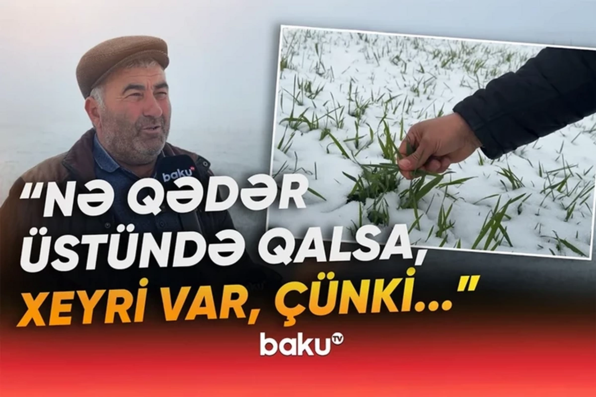 Мартовский снег в Шамахы: как это скажется на урожае?