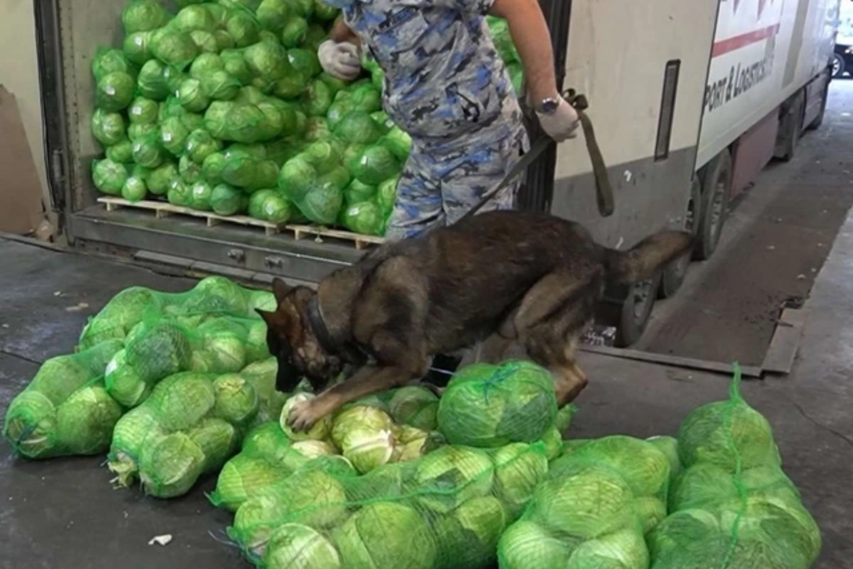 Drugs found in cabbage imported to Azerbaijan Drugs found in cabbage imported to Azerbaijan