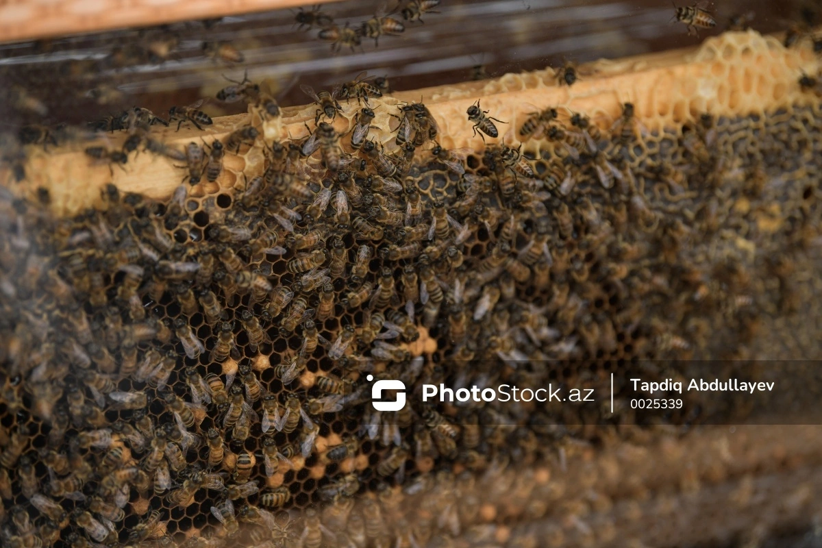 Почему в Загатале массово гибнут пчелы?