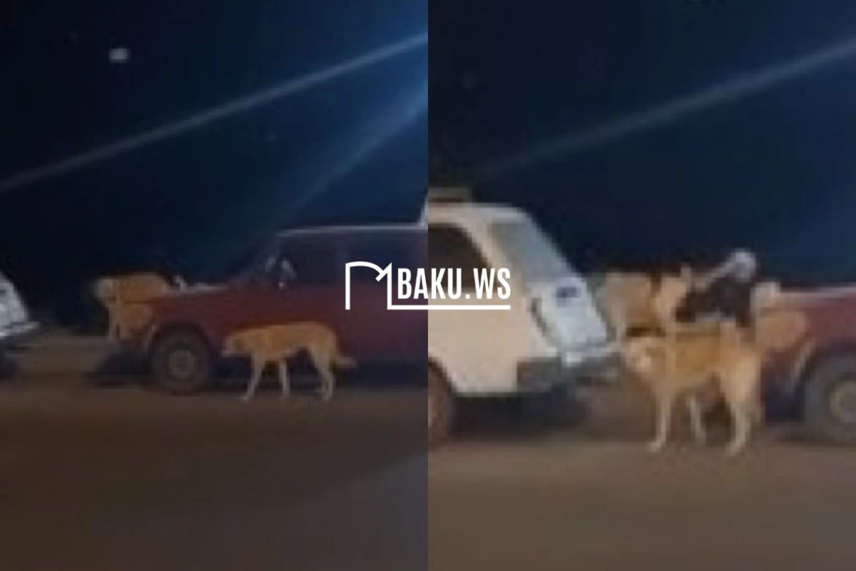 Gəncədə küçə itləri insanlara hücum edir – Sakinlər narahatdır Gəncədə küçə itləri insanlara hücum edir – Sakinlər narahatdır
