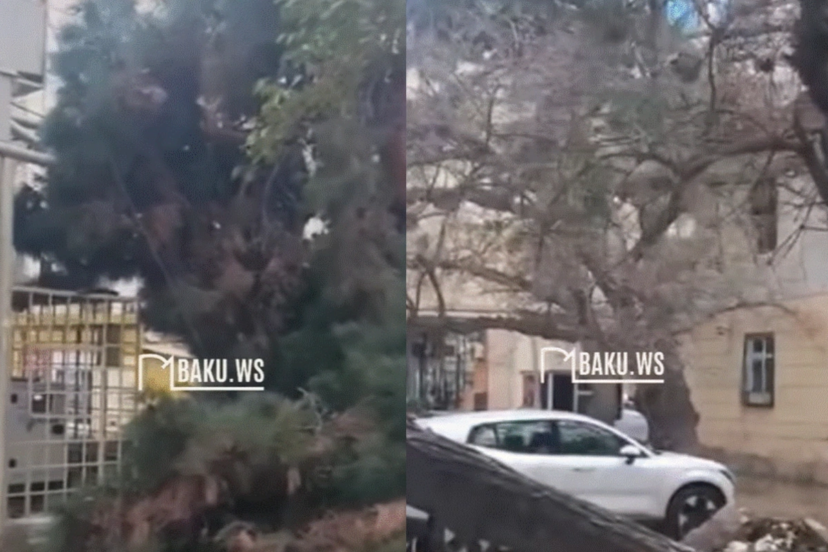 Paytaxtın bu hissəsində irigövdəli ağac aşdı