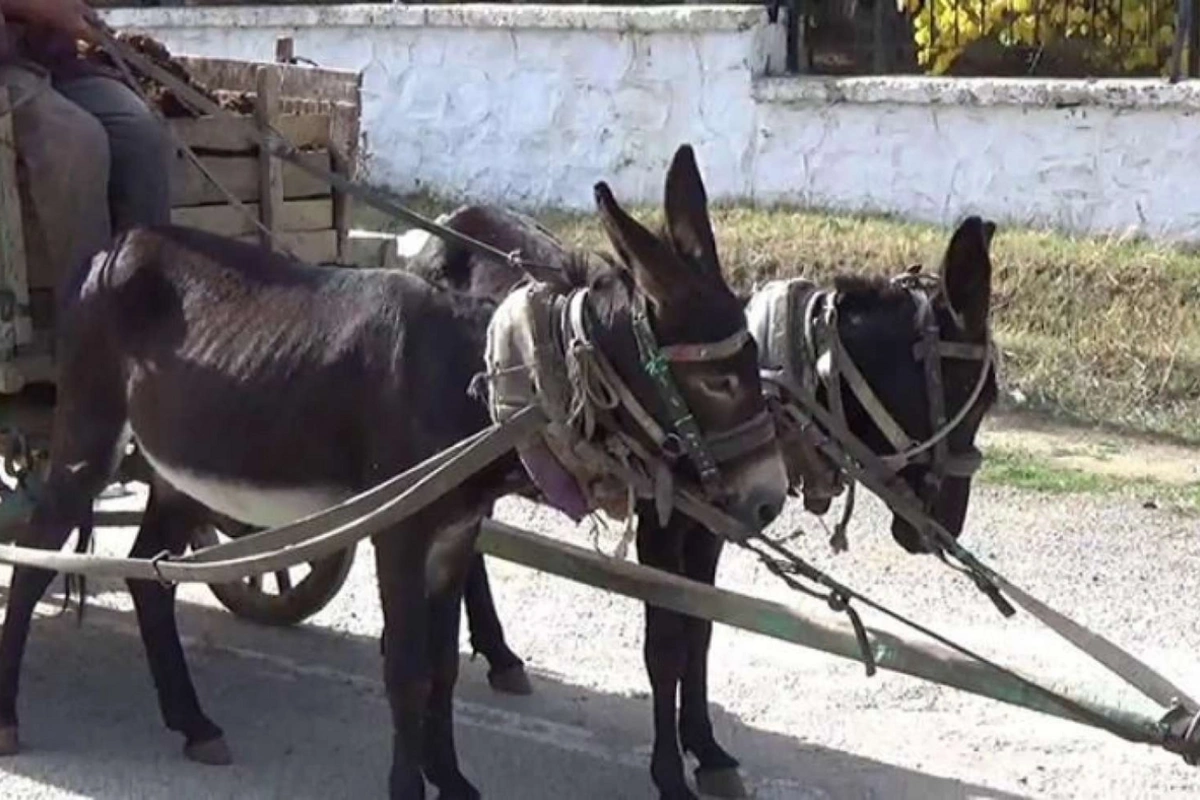 Bakıda zibili eşşək arabası ilə daşıyırlar? - AÇIQLAMA Bakıda zibili eşşək arabası ilə daşıyırlar? - AÇIQLAMA