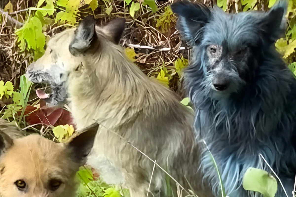 Çernobılda mavi it görünüb Çernobılda mavi it görünüb