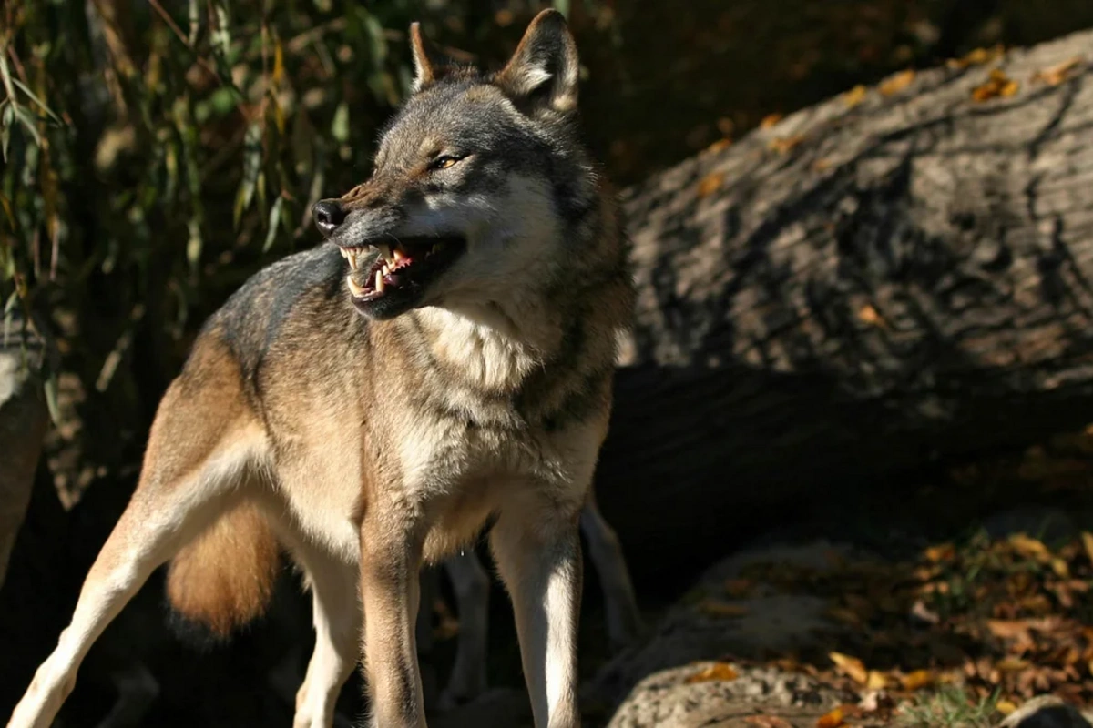 Qaxda canavarlar 5 baş qoyunu parçalayıb