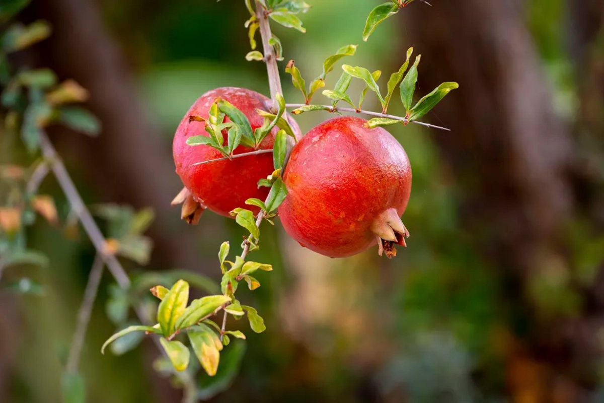 В листьях граната нашли вещество для защиты нервов и сердца