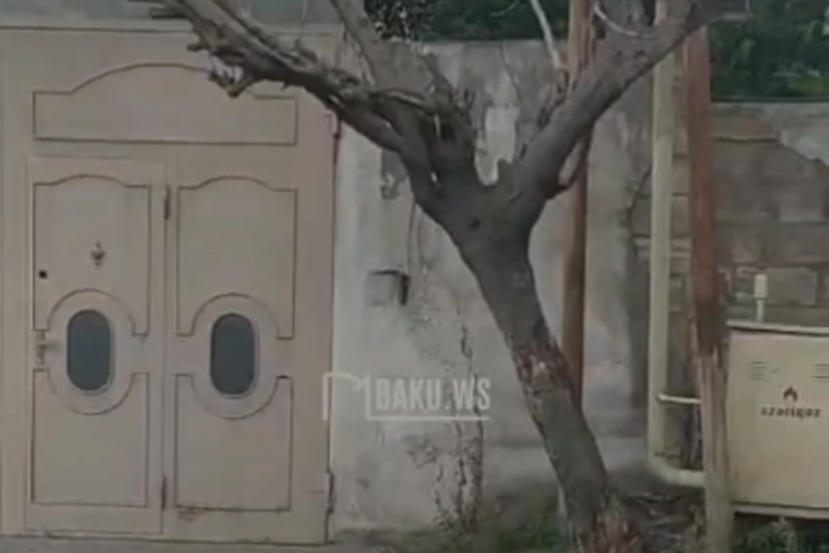 Yasamalda qurumuş ağac təhlükə saçır: Bir az güclü külək olsa, kiminsə üstünə aşacaq