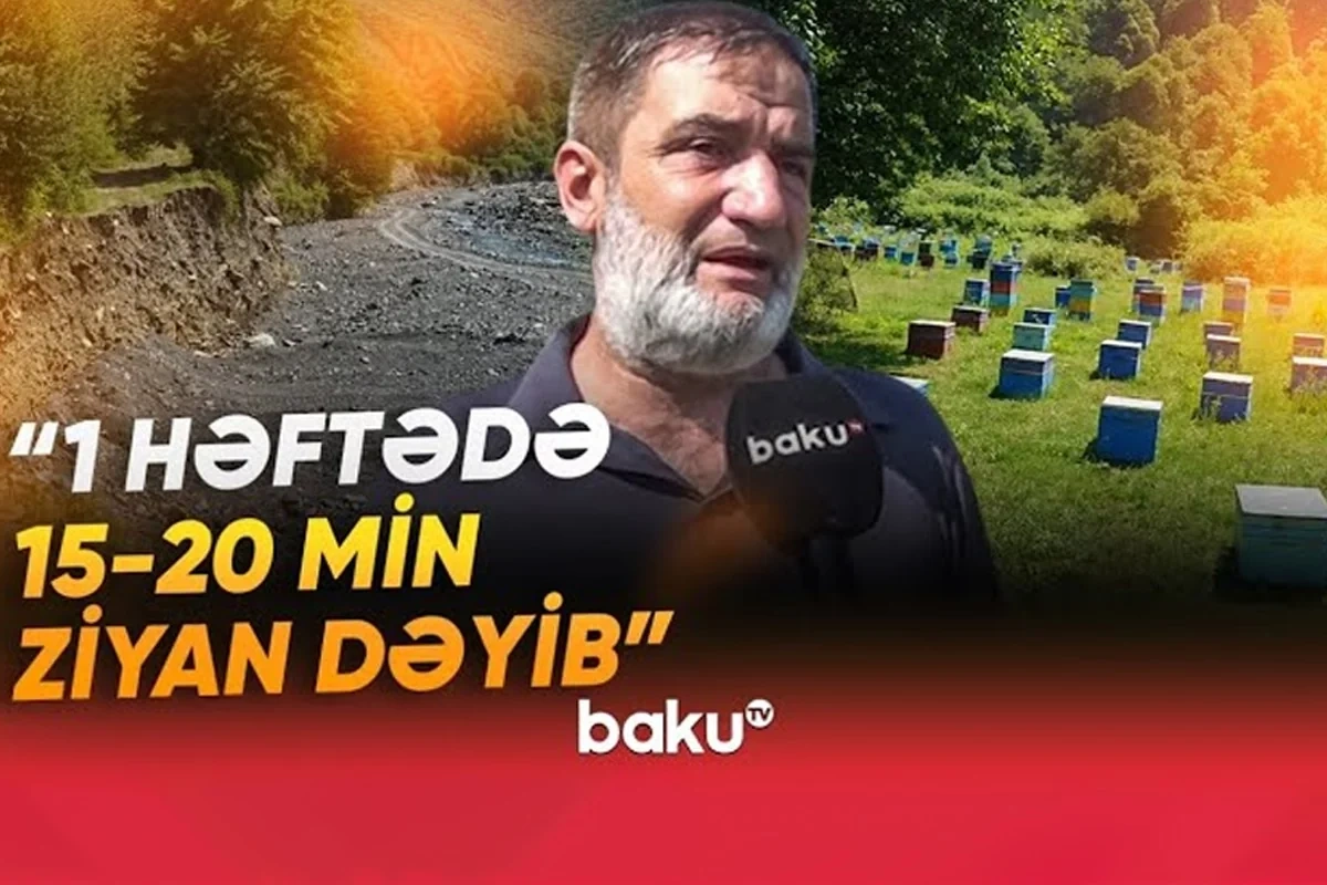 Arıçıların başına oyun açan hadisə: Baxımsızlıqdan 250 min ailə qalıb - VİDEO