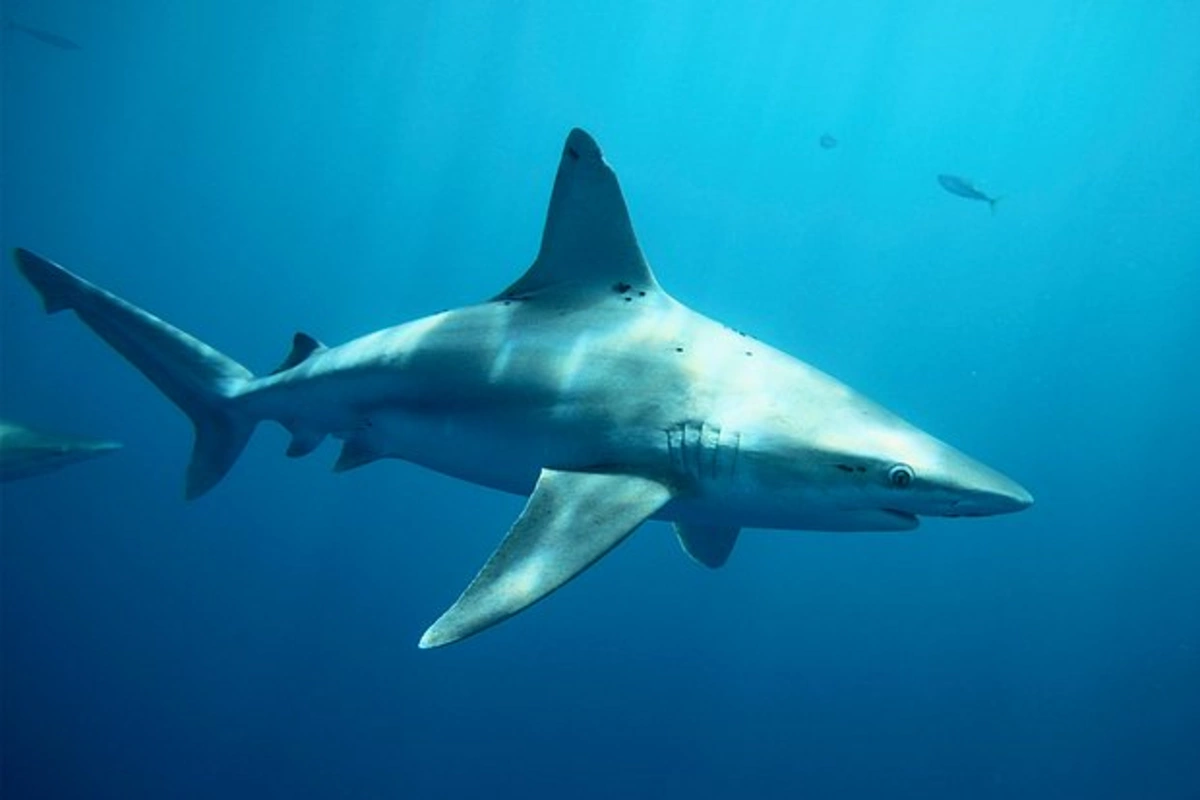 Kayman adaları sahillərində akula məşhur fotoqrafı dişləyib