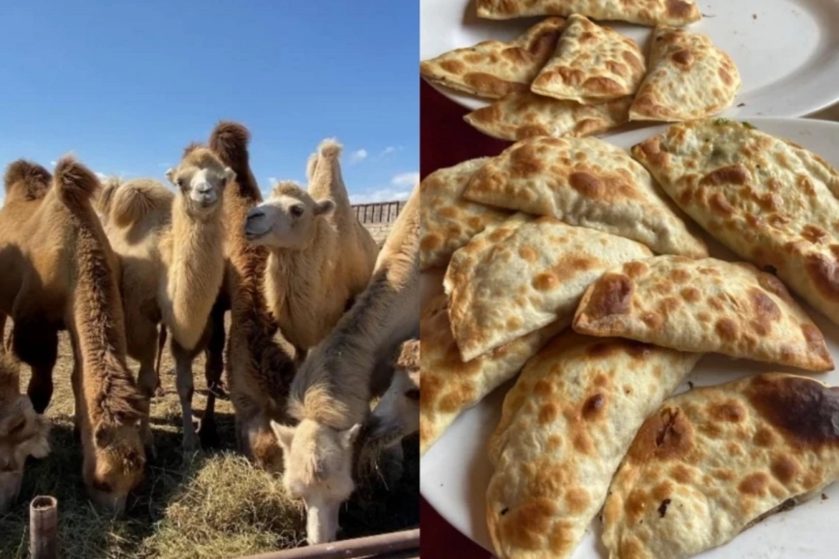 Dəvə qutabı adı ilə müştərilər aldadılır: Paytaxt restoranları ilə bağlı İDDİA