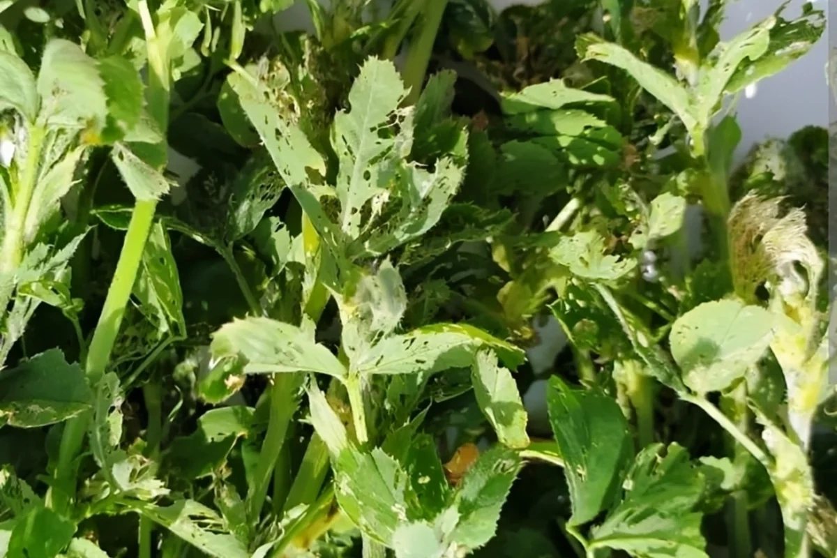 İmişlidə zərərverici həşəratlar yonca sahələrinə ziyan vurub, məhsuldarlıq azalıb