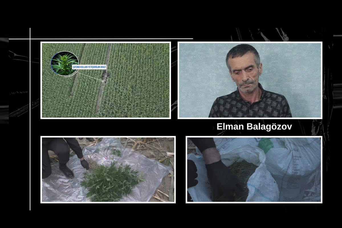 Balakəndə qarğıdalı sahəsində külli miqdarda narkotik vasitə aşkarlanıb