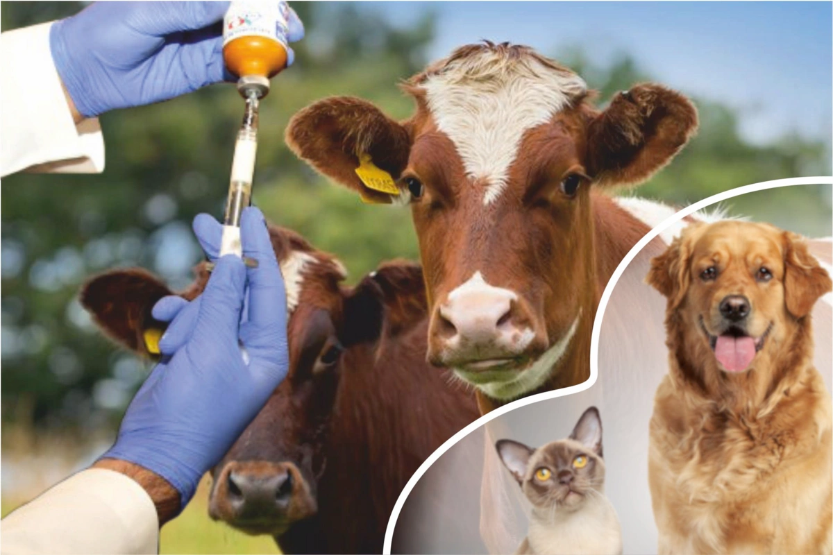 Heyvanlardan insanlara keçə bilən ən təhlükəli XƏSTƏLİKLƏR