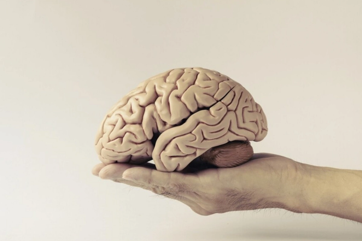 Debunked popular myth about the brain