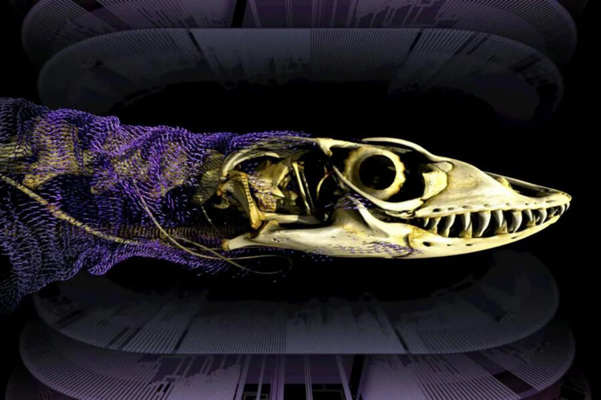 A 320-Million-Year-Old Reptile Mystery Has Been Solved for the First Time