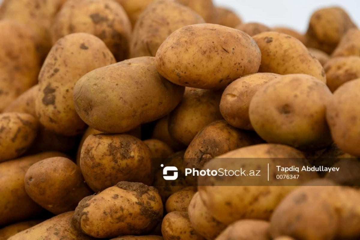 На рынках Азербайджана продается картофель, которым кормят животных?