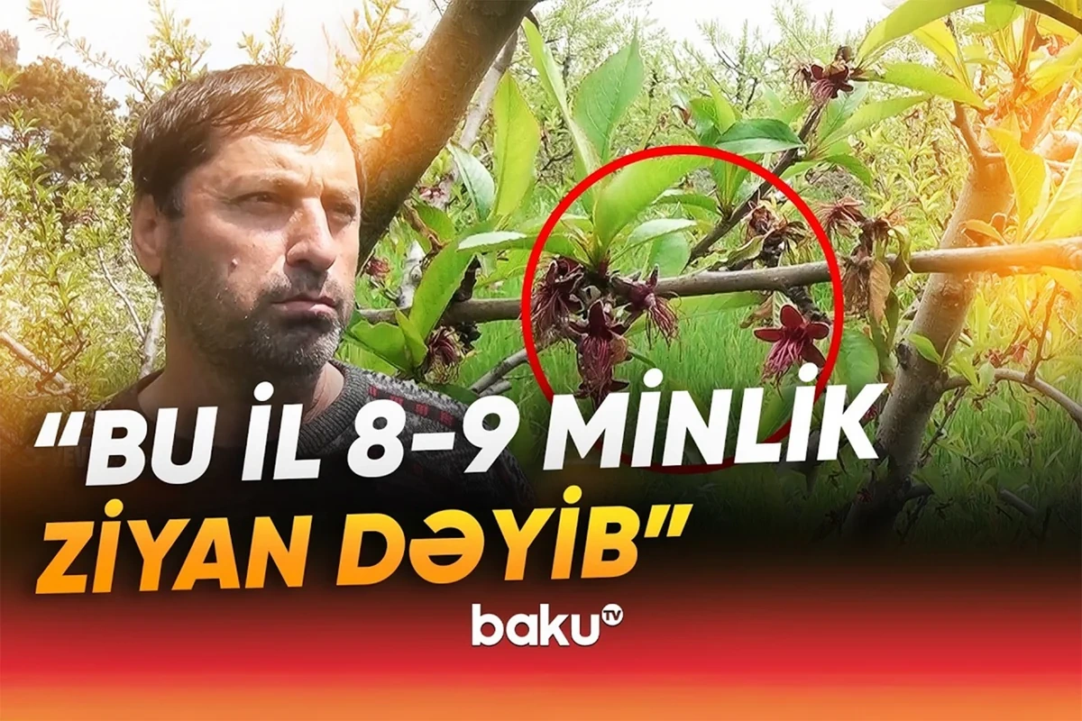 Qeyri-sabit hava fermerləri çətin vəziyyətə saldı: Meyvə BAHALAŞACAQ?