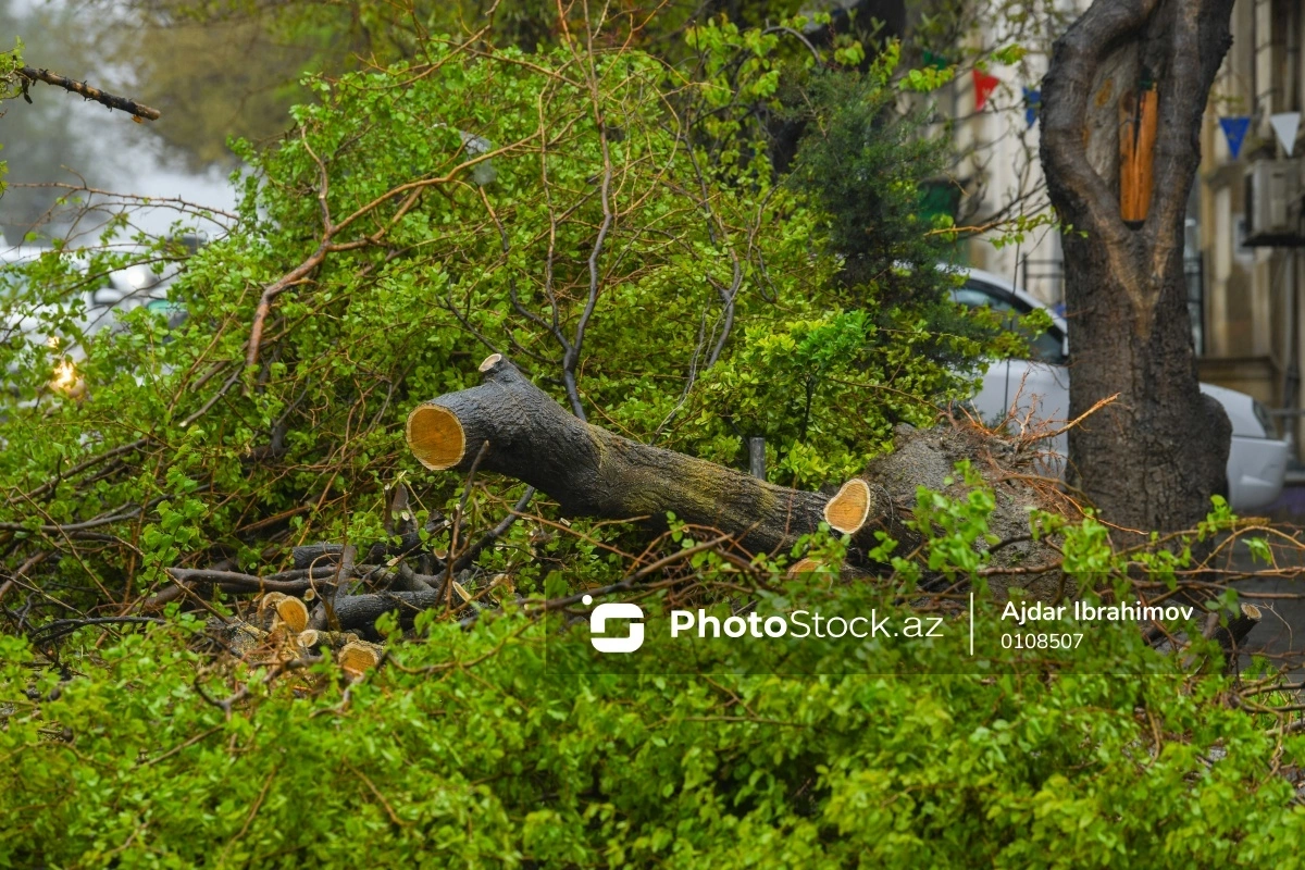 Xətai rayonunda ağaclar kəsildi: Toplanan materiallar Baş Prokurorluğa göndəriləcək