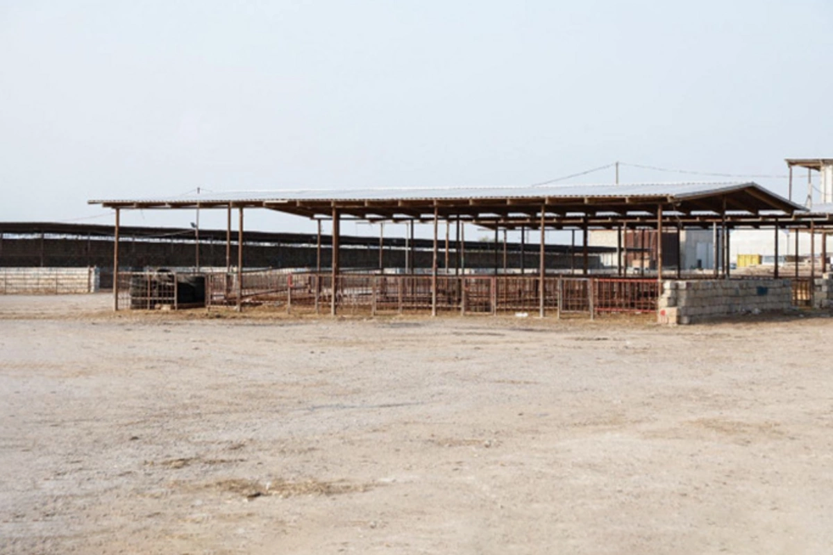 Heyvan bazarlarında yenidənqurma işləri sürətləndirilib – AQTA məlumat yaydı