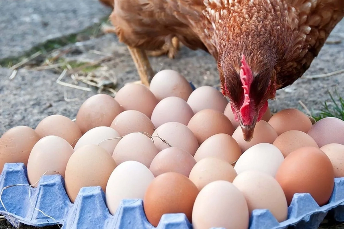 Азербайджанский диетолог раскрыл страшную правду о грязных деревенских яйцах