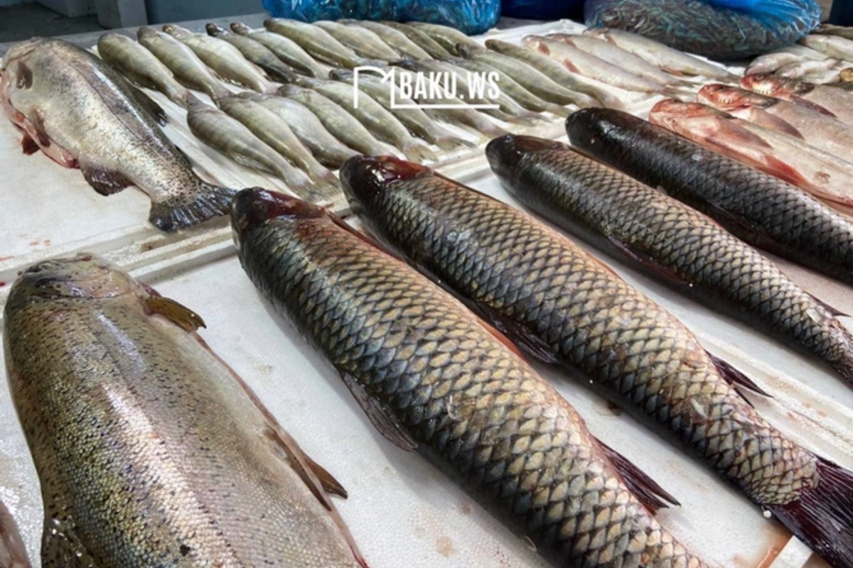 Balıqların sayının artırılması üçün hansı işlər görülür? - RƏSMİ CAVAB