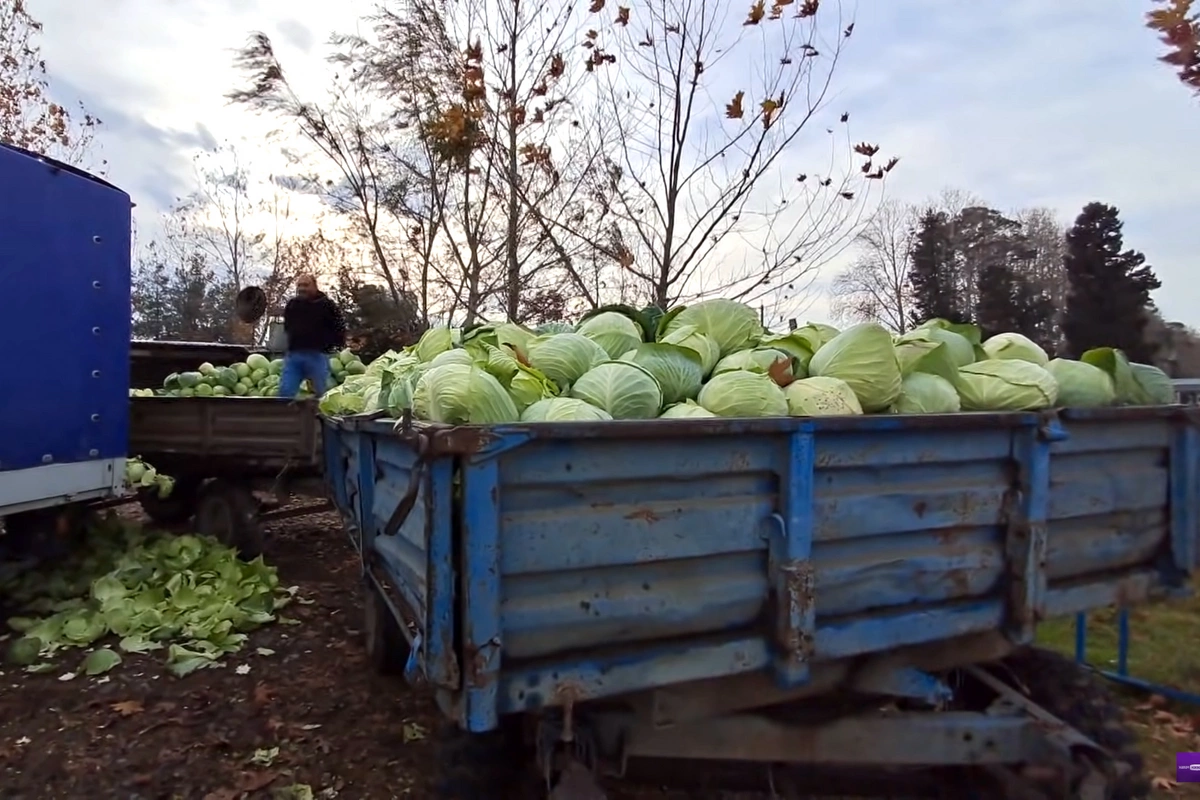 Kələm sahələrdə qalıb - Fermerlər ÇARƏSİZDİR VİDEO