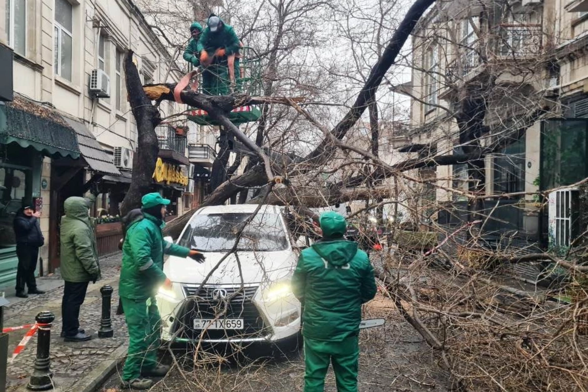 Bakıda güclü külək 78 ağacı aşırdı, 40 ağacın budaqları qırıldı