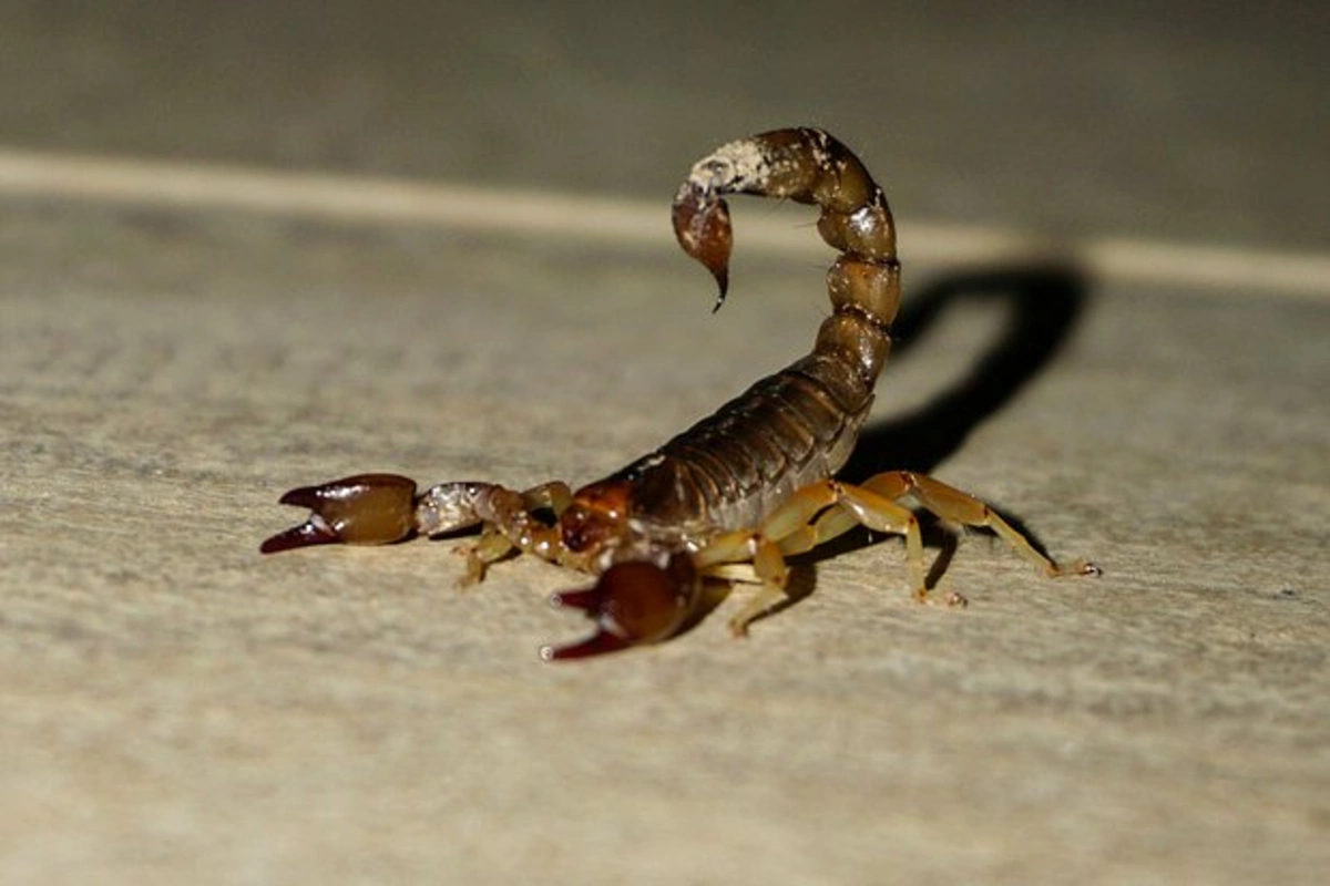 Student hospitalized after scorpion bite in Zara fitting room