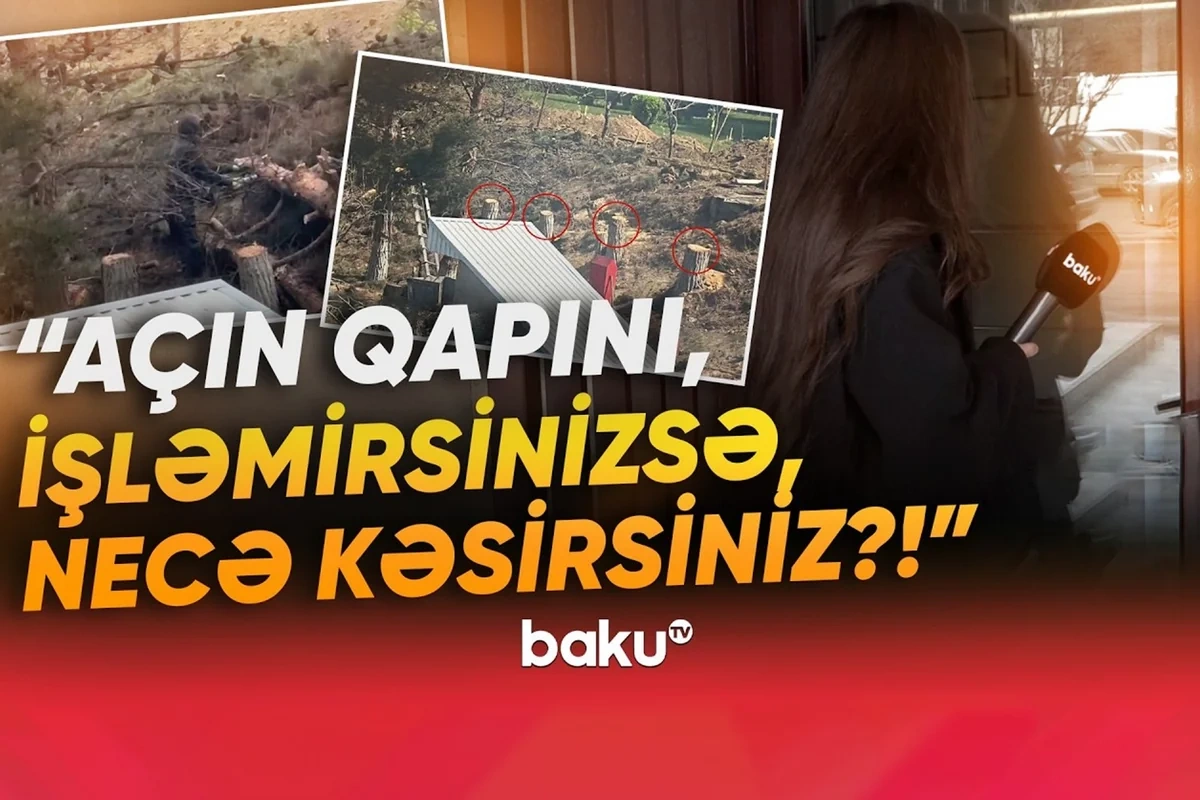 Yasamalda irigövdəli ağacları kəsənlər ifşa olundular