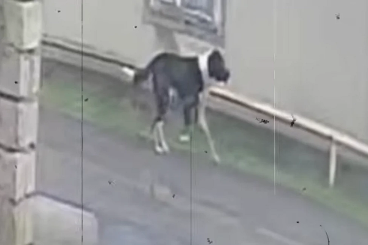 Mərdəkanda sahibsiz it səkkiz nəfərə hücum edib - Sakinlər təşviş içində