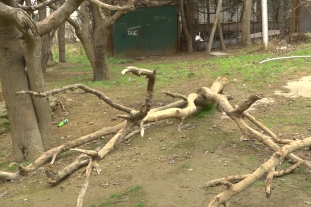 Почему засохли деревья в Бинагадинском районе?