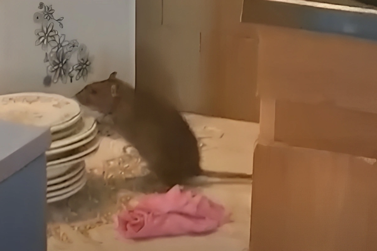 Kindergarten in Baku turned into a breeding ground for rodents: parents raise the alarm Kindergarten in Baku turned into a breeding ground for rodents: parents raise the alarm