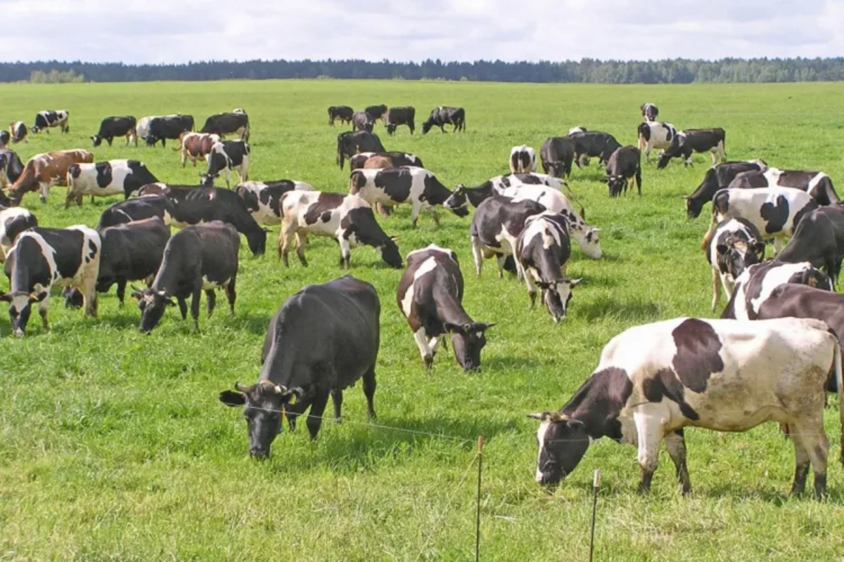 Dələduzluqla Qax sakinlərinin mal-qarasını ələ keçirən şəxs HƏBS OLUNDU