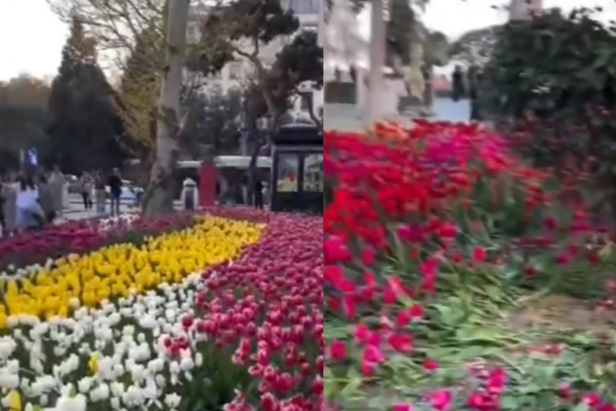 На Бакинском бульваре неизвестные растоптали и вырвали цветы