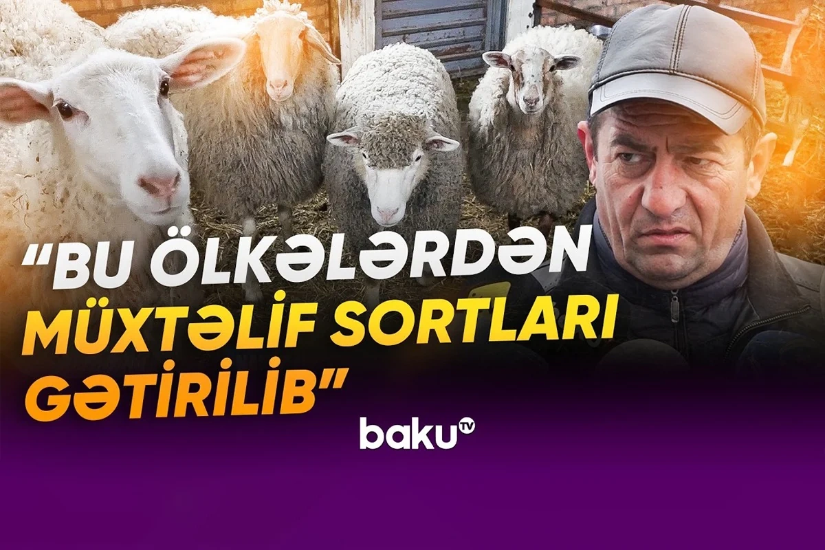 Laçının sənaye müəssisələri: Yaxın gələcək üçün hansı planlar nəzərdə tutulub?