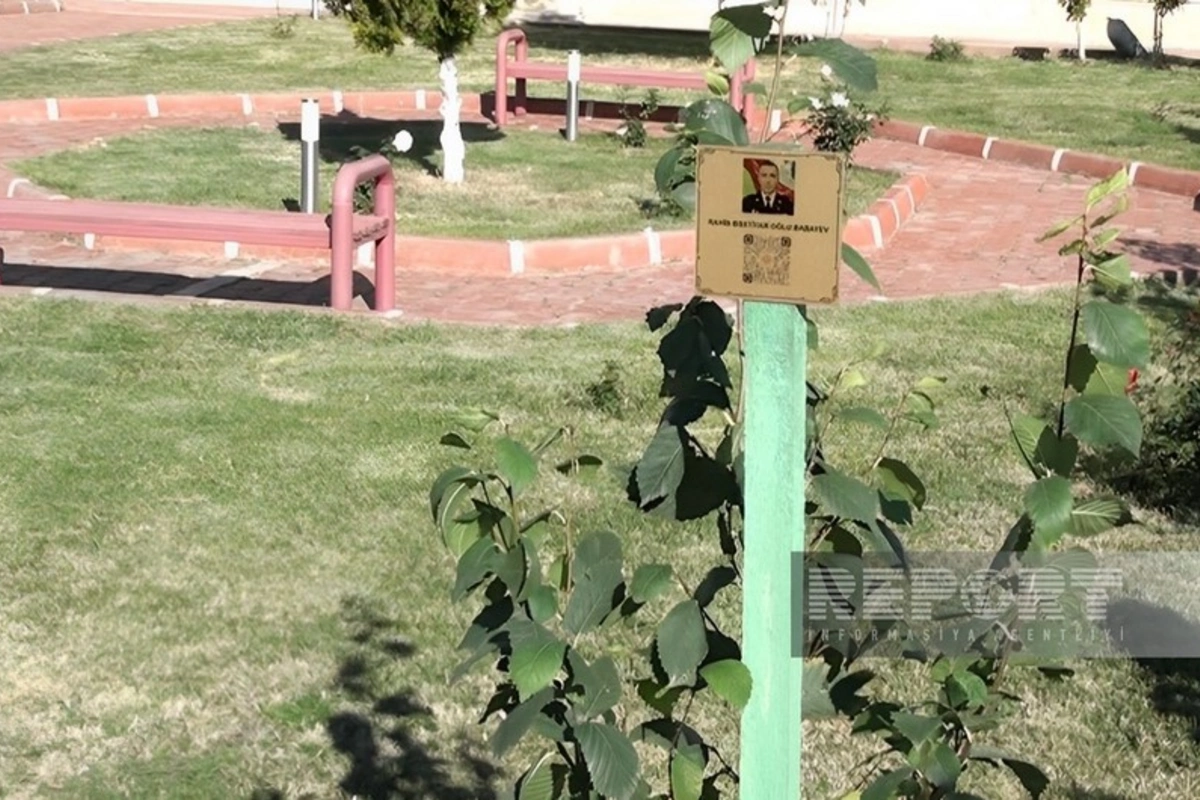 Naxçıvanda Şəhidlər bağı salınacaq Naxçıvanda Şəhidlər bağı salınacaq