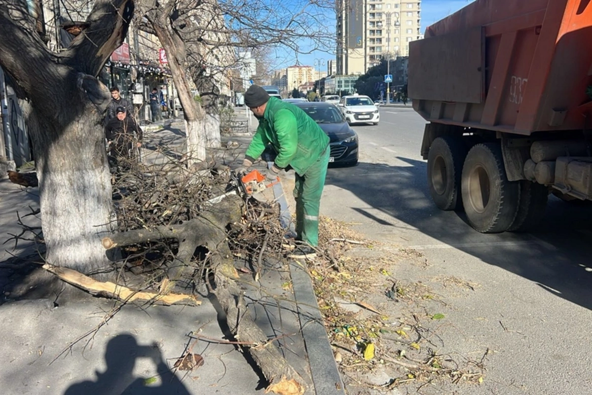 В Баку сильный ветер повалил 8 деревьев