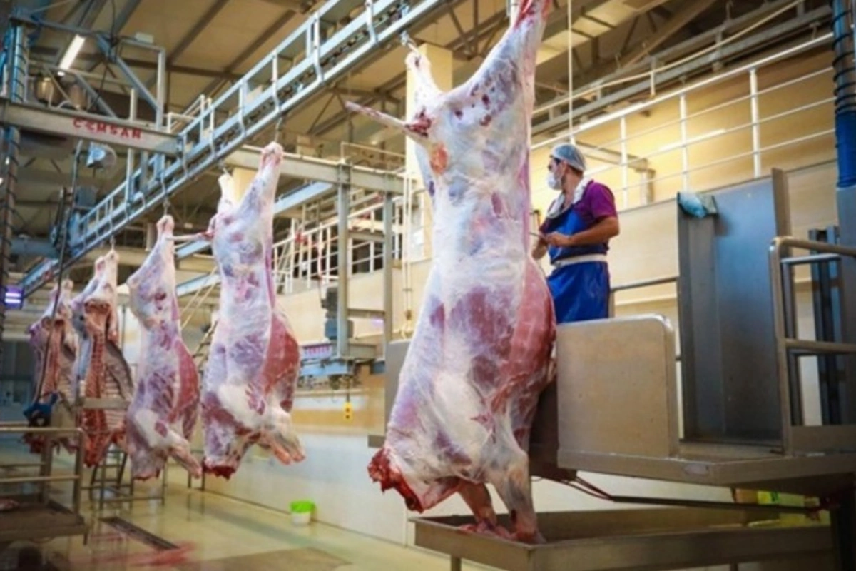 Qurbanlıq heyvanların satışı və kəsimi xidmətləri göstəriləcək ünvanlar açıqlanıb Qurbanlıq heyvanların satışı və kəsimi xidmətləri göstəriləcək ünvanlar açıqlanıb