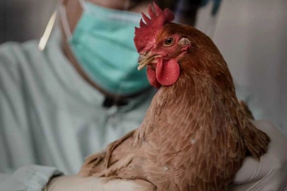 Azərbaycanda quş qripi və Nyukasl xəstəliyinə yoluxma halı aşkarlanmayıb