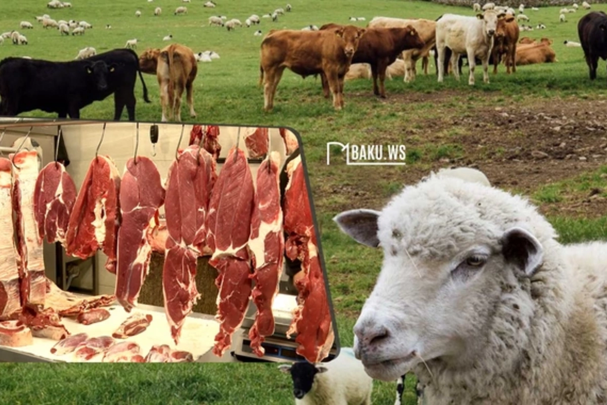 Azərbaycanda bu ölkələrdən gətirilən ətlər satılır - SİYAHI