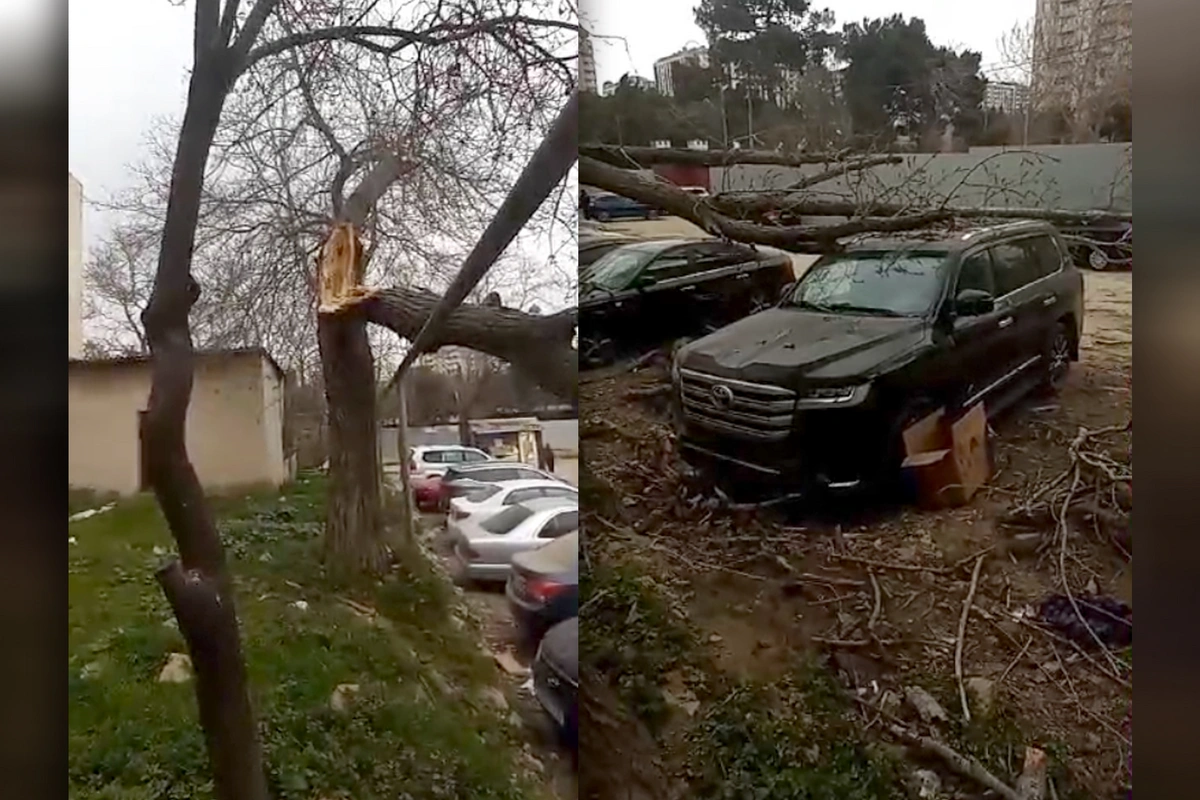 In Baku, a tree fell on luxury cars