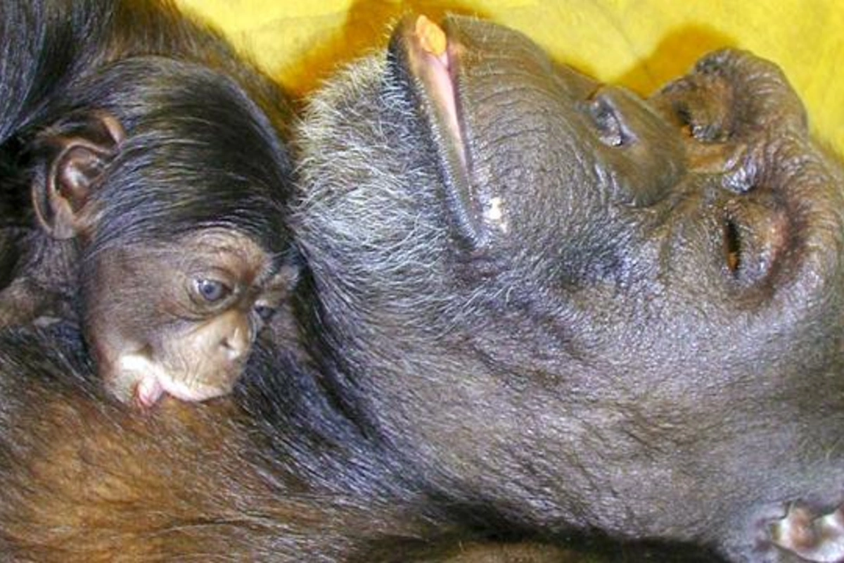 Çin heroqliflərini və ingilis əlifbasını oxuya bilən dahi şimpanze Ai 49 yaşında öldü