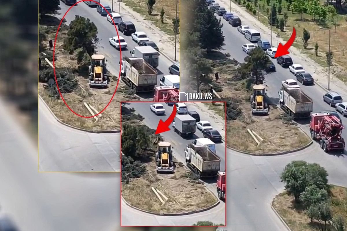 Bakıda yeri dəyişdirilən ağaclar niyə xüsusi texnikayla yox, ekskavatorla çıxarılır? Bakıda yeri dəyişdirilən ağaclar niyə xüsusi texnikayla yox, ekskavatorla çıxarılır?