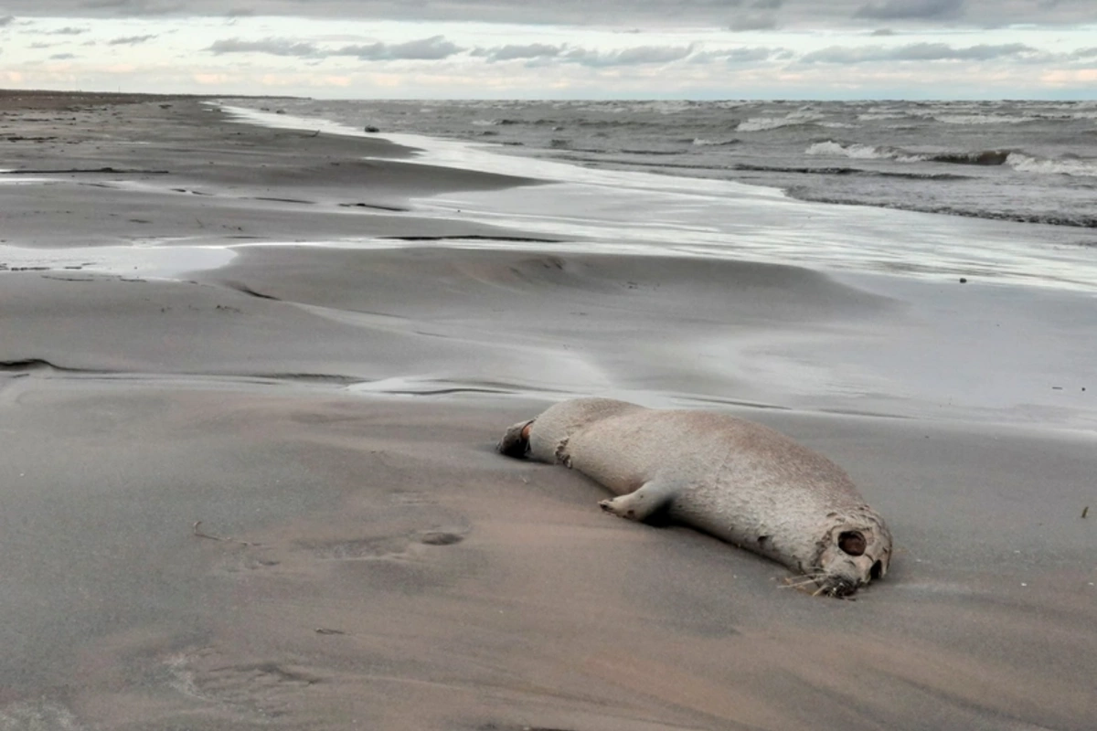 На берегу Каспия обнаружены 320 мертвых тюленей