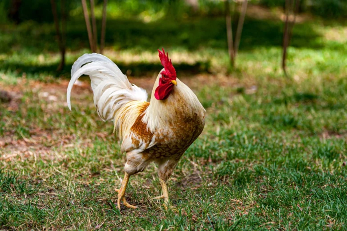 The Most Dangerous Parts of Chicken for Consumption Have Been Identified