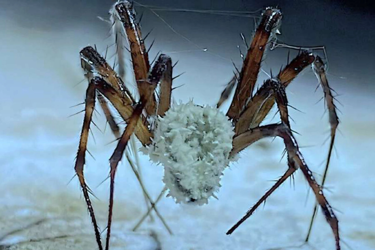 In the USA, they warned about a dangerous fungus threatening the world